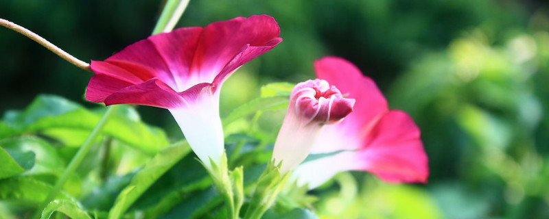 牵牛花的花苞为什么会掉了（牵牛花的花苞为什么会掉了一块）