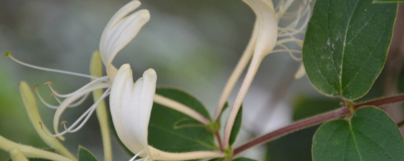 金银花如何缓苗（金银花苗怎样才能打造成盆景）