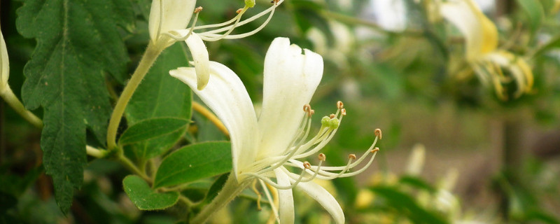 金银花老桩怎么养 金银花老桩怎么养护