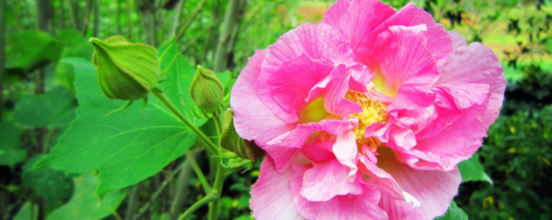 芙蓉花病虫害的防治（芙蓉花有病了怎么治疗）
