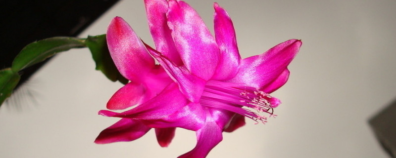 蟹爪兰有花苞施什么肥（蟹爪兰有花苞时施什么肥）