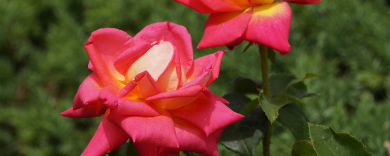 月季花的花语和寓意（百合花的花语和寓意）