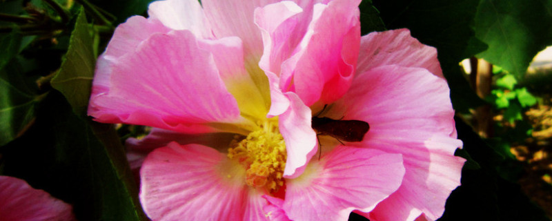 芙蓉花有花蕾能浇水吗 芙蓉花有花蕾能浇水吗怎么浇