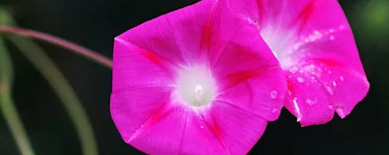 牵牛花种子能吃吗（牵牛花种子能吃吗图片）