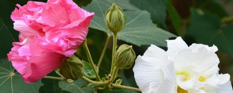 芙蓉花是不是春天开的花（ktv调声）