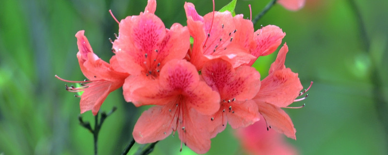 杜鹃花叶尖干枯怎么办（杜鹃花叶尖干枯是什么原因）