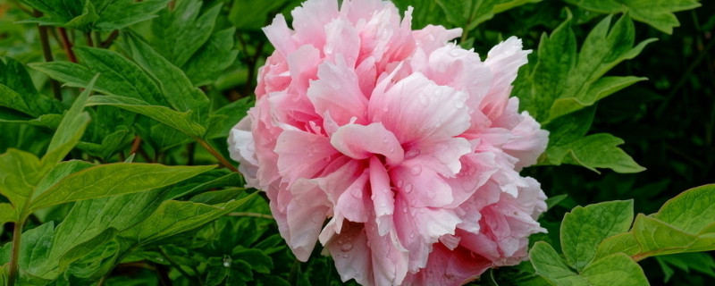 牡丹花春天可以换盆吗（牡丹花苗春天能移植吗）