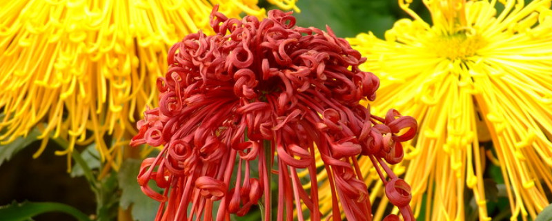菊花为什么会长虫子（菊花为什么爱长虫）