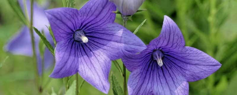 爬藤牵牛花可以摘心吗（爬藤牵牛花可以摘心吗图片）