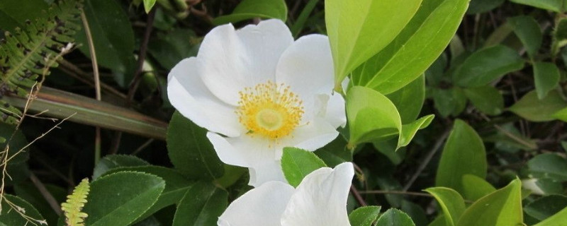 金樱子是什么植物（金樱子是什么植物的果实）