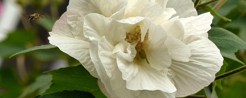 芙蓉花种子什么时候种（芙蓉花种子什么时候种最好）