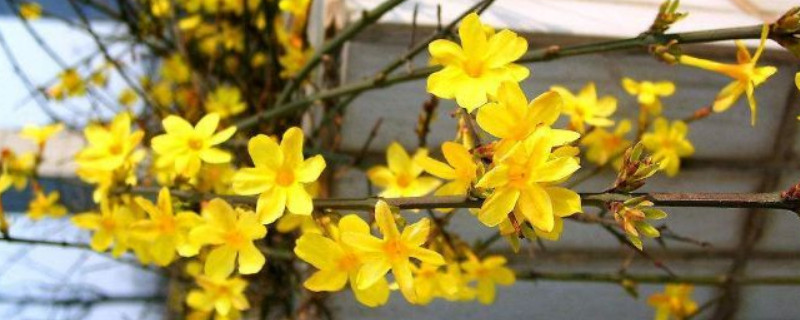 迎春花根系发达吗 迎春花根系发达吗