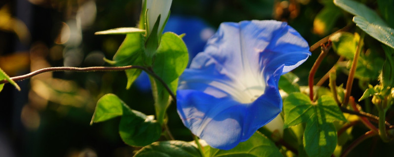 牵牛花为什么不能浇很多水（牵牛花为什么不能浇很多水呢）