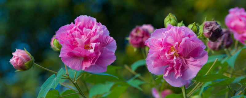 芙蓉花休眠怎么办（胶原羹怎么吃）