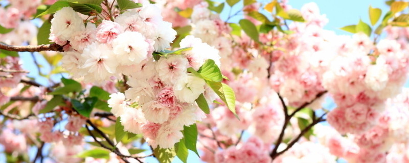 桃花是什么季节开的（桃花是什么季节开的最佳答案）