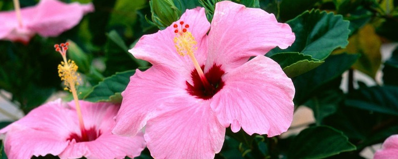 芙蓉花怎样修剪（芙蓉花怎样修剪枝条）