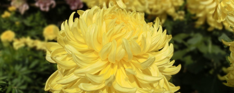 菊花种子怎么种植发芽率高（菊花种子怎么种植发芽率高一点）
