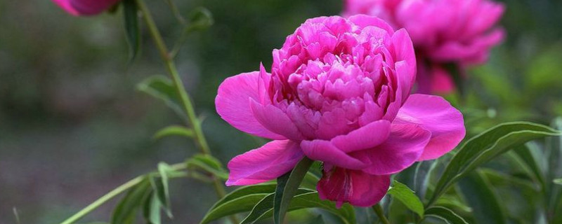 芍药花夏季怎么管理 春季芍药花如何管理