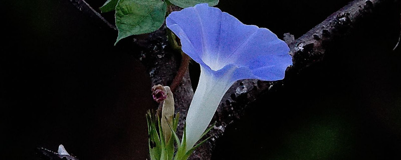 牵牛花移栽多久可以活（牵牛花移栽时间）