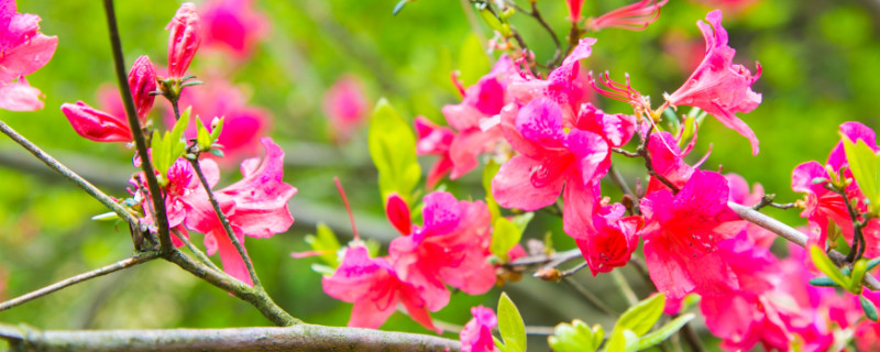 杜鹃花换盆用什么底肥（杜鹃花换盆用什么底肥最好）