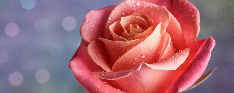玫瑰花长虫了怎么办（玫瑰花长虫了怎么办,玫瑰花常见病虫害防治）