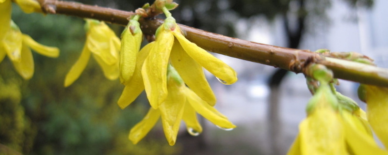迎春花枯萎了怎么办（迎春花枯萎了怎么办呢）