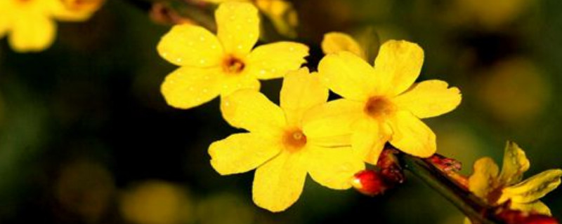 迎春花一年修剪几次 迎春花一年修剪几次?