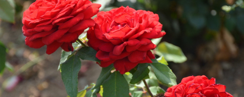 月季花结果怎么处理（月季花结果怎么处理好）