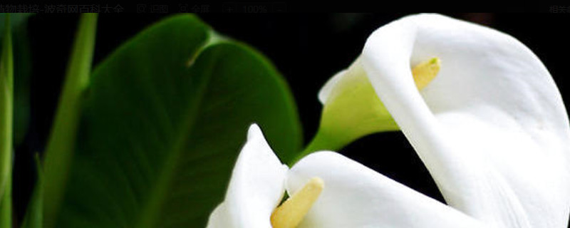 马蹄莲种植方法和时间 马蹄莲种植方法和时间图片