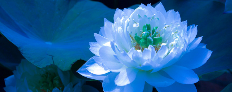 荷花叶边干了怎么回事 荷花叶边干了怎么回事图片