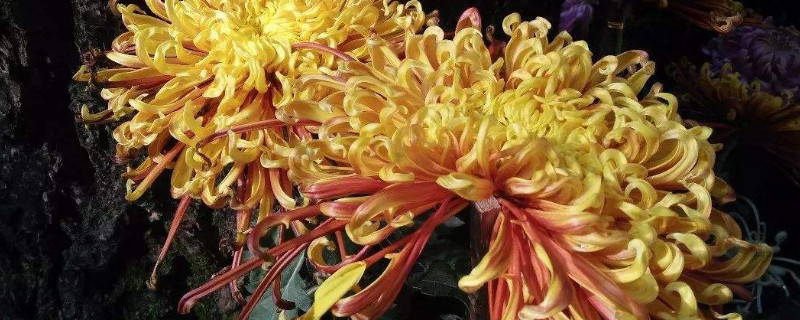 菊花的叶子干枯怎么办（菊花叶子干枯怎么回事）