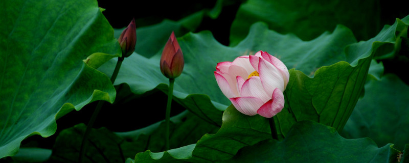 水养荷花可以在水里加什么（水养荷花可以在水里加什么营养液）