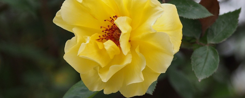 月季花花朵越来越小 月季花花朵越来越小怎么办