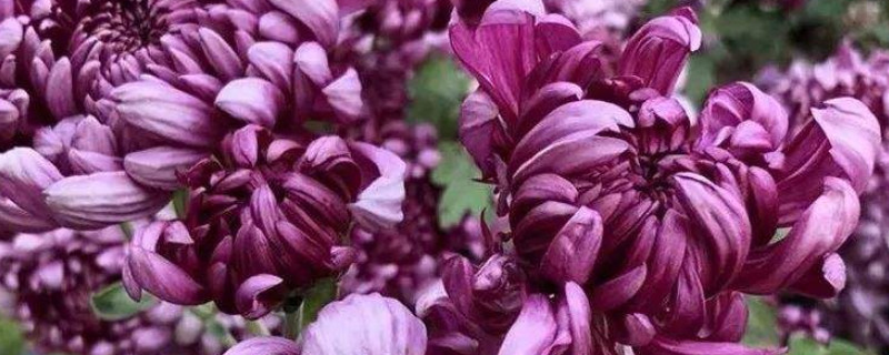 菊花长势不旺应该怎么施肥（菊花长势不旺应该怎么施肥呢）