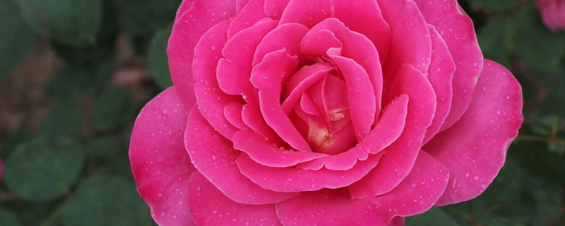 月季花冬天能栽活吗（月季花冬天能栽活吗视频）