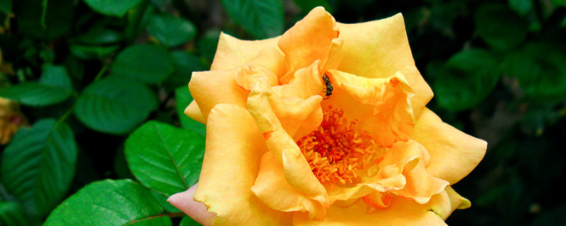 黄月季花寓意 黄月季的花语与寓意是什么