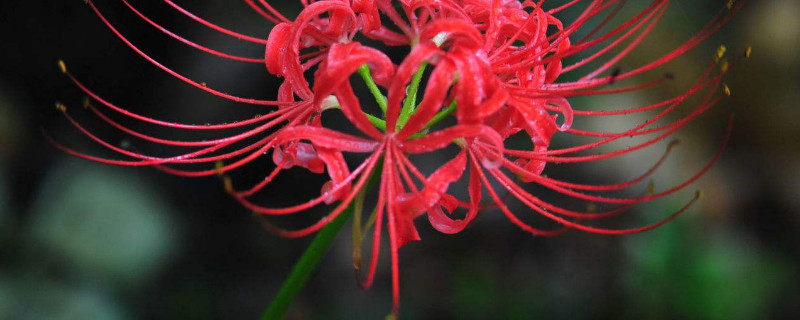 彼岸花秋天长叶子是怎么回事 彼岸花秋天种植什么时候开花