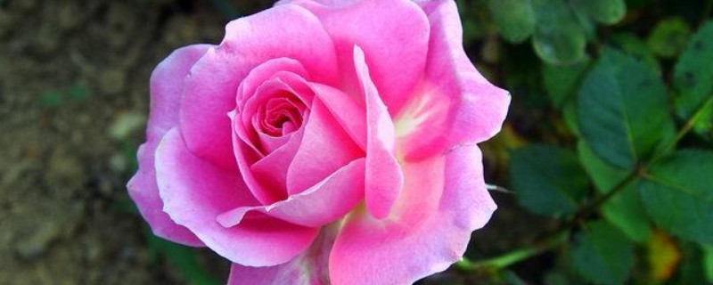 月季花为什么要死不活的了 月季花为什么枯萎了