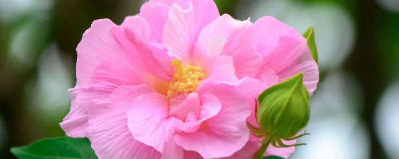 芙蓉花浇水可以浇在叶片上吗 芙蓉花浇水可以浇在叶片上吗有毒吗