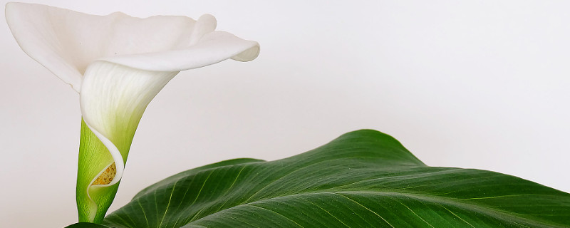 马蹄莲花变绿怎么办（马蹄莲花变绿怎么办视频）