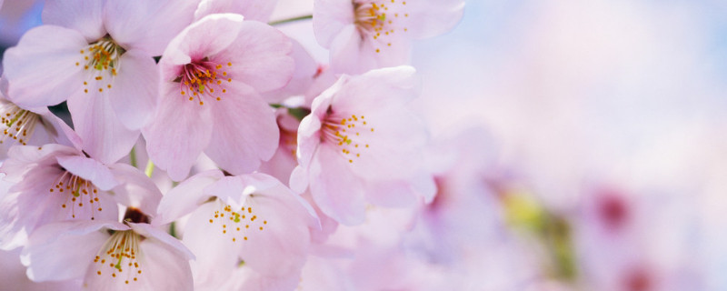 日本樱花满开时间 日本樱花开放的时间规律