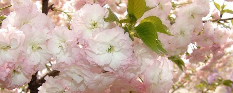樱花树几年才能长大（樱花树几年才能长大呢）