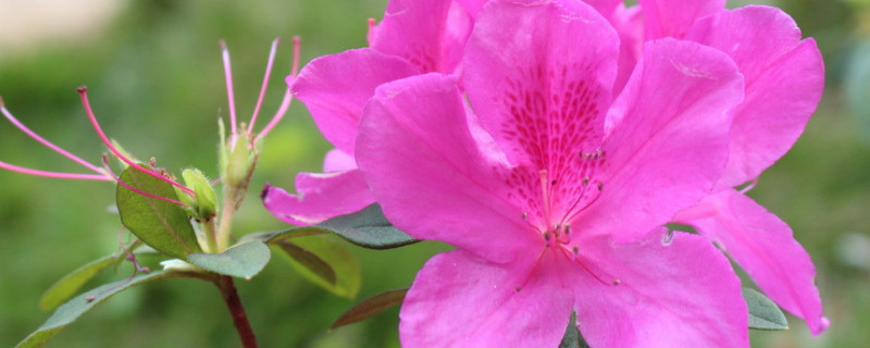秋季杜鹃花怎样施肥（秋季杜鹃花如何施肥）