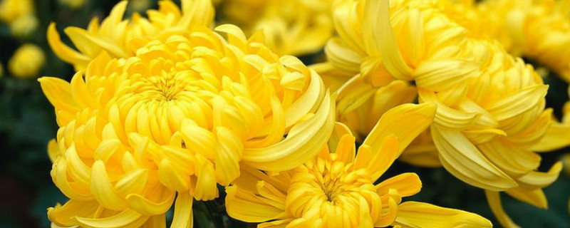 菊花根部发黑怎么办（菊花根部腐烂如何处理）