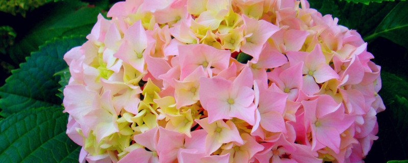 绣球花冬天怎么养（绣球花冬天怎么养才能开花?）