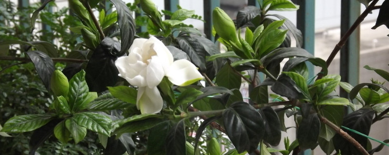 栀子花剪光头多久发芽 栀子花剪光头多久发芽出苗