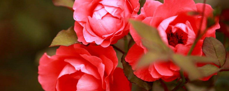 月季花冬天怎么过冬（室外月季花冬天怎么过冬）