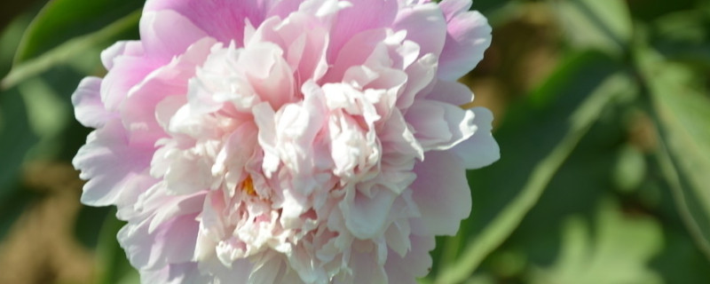 芍药花什么时候施肥 芍药花什么时候施肥好