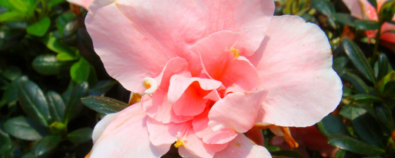 夏天杜鹃花怎么养才能开花（夏天杜鹃花怎么养才能开花快）