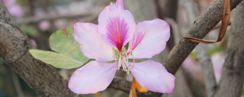 紫荆花叶子可以吃吗 紫荆花 叶子